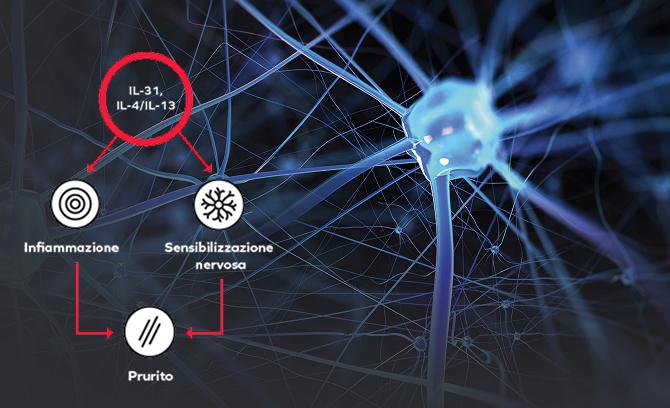 La scoperta delle interleuchine di tipo 2